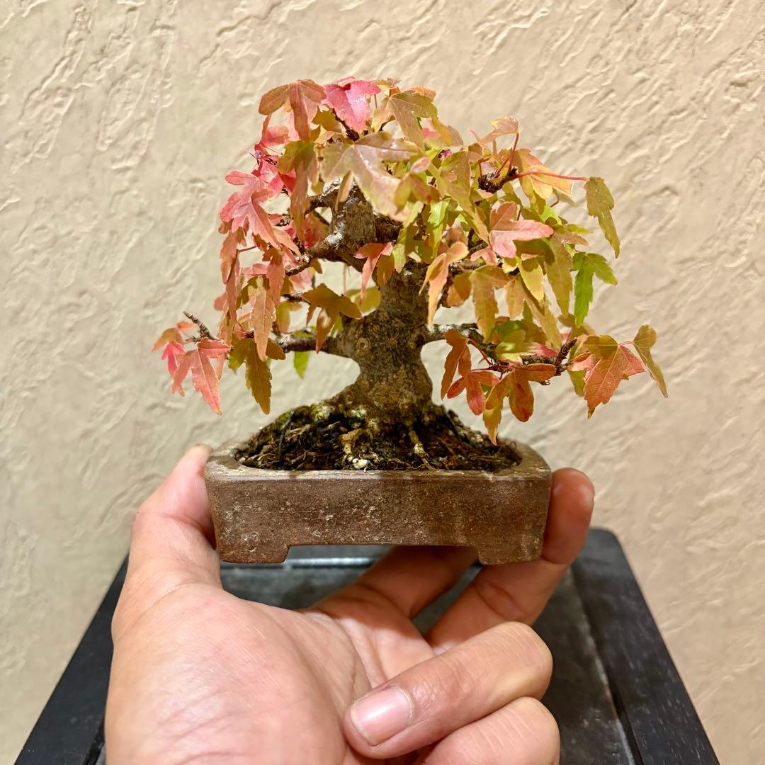 逸品!!根張り良し!! 樹高9㎝　唐楓　町直　小品　盆栽　真柏　黒松　五葉松