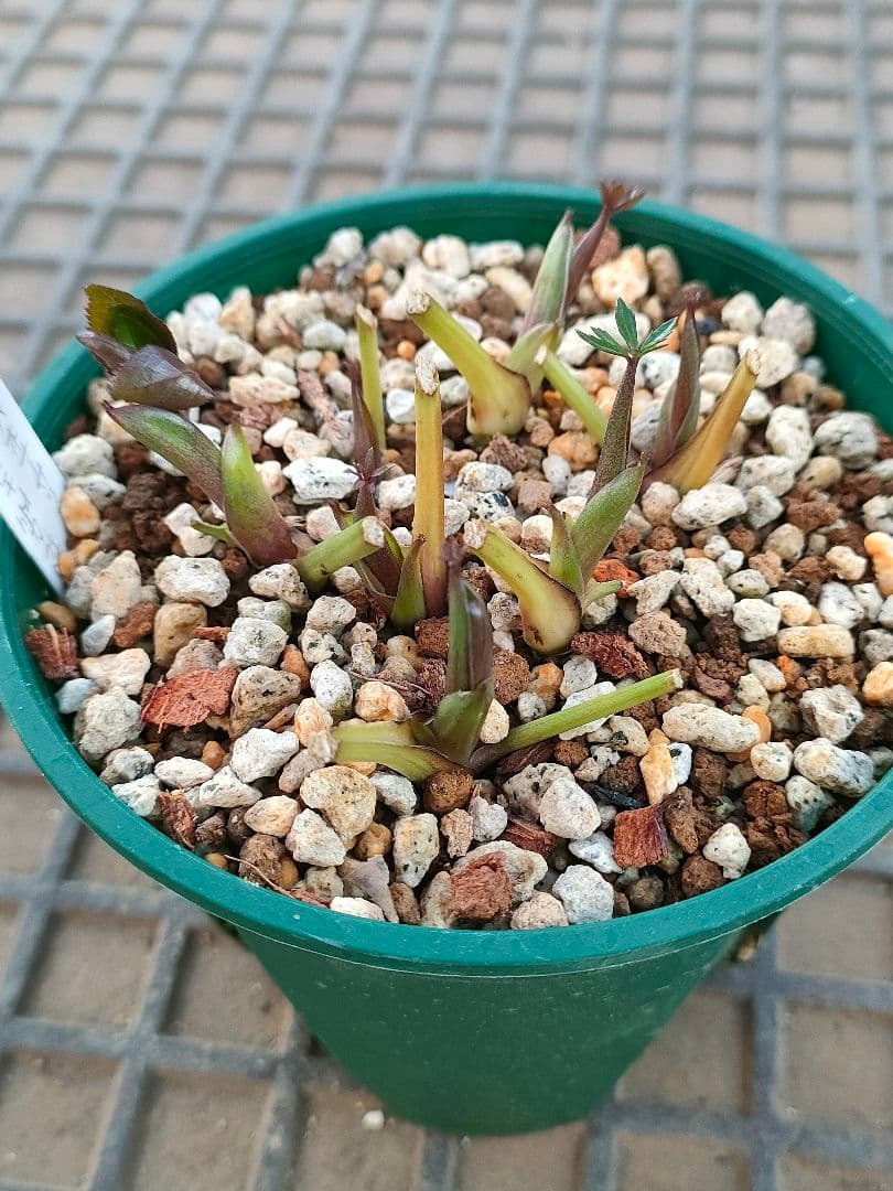 クリスマスローズ　苗