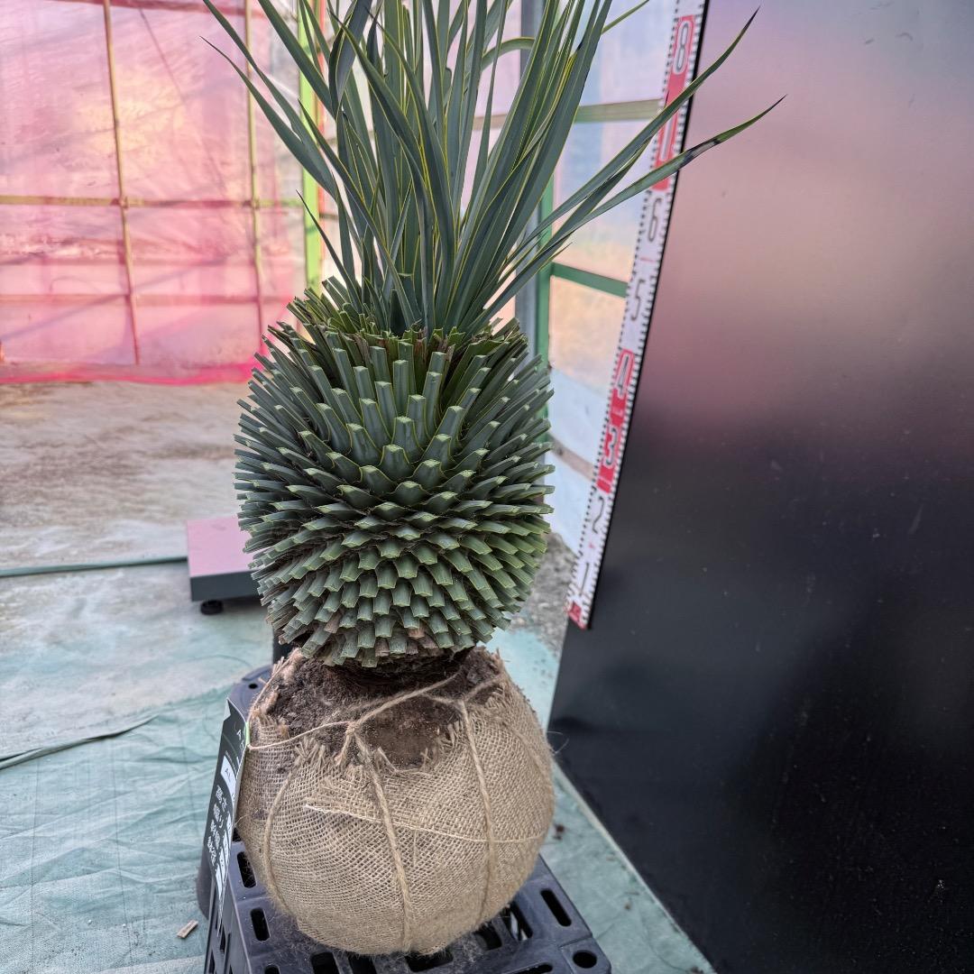 T*k様 【AL1097】超希少　ユッカ　ロストラータ　頂上分頭４ヘッド個体