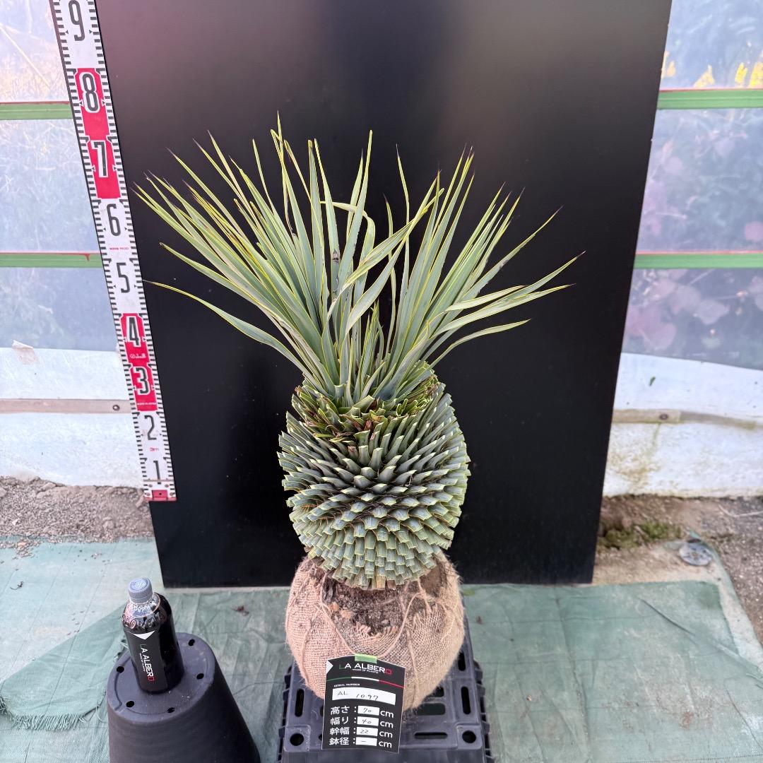 T*k様 【AL1097】超希少　ユッカ　ロストラータ　頂上分頭４ヘッド個体