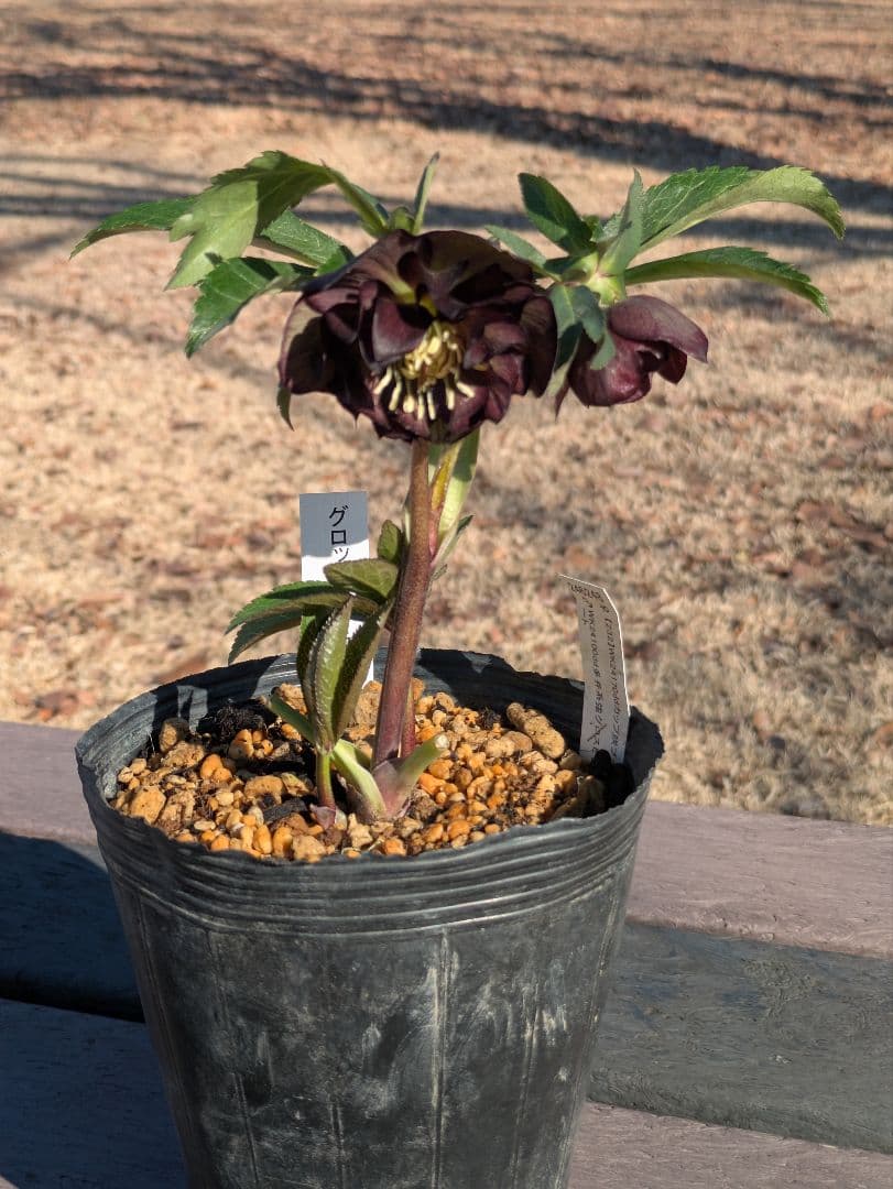 激渋原種系ダークバイカラー【加藤農園】クリスマスローズ　グロッシーカラー☆