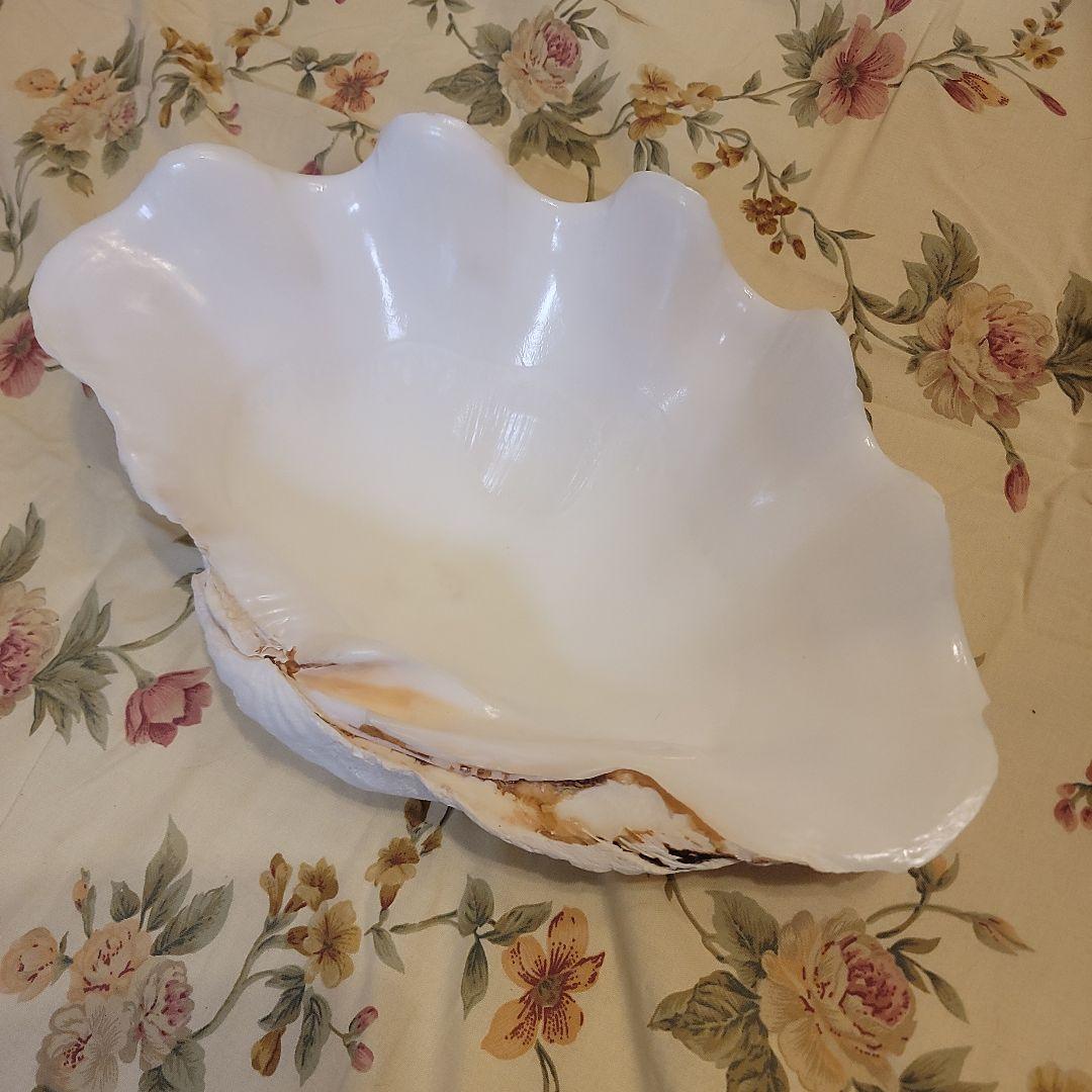 特大貝殻　36.5cm　片側シングル　貴重　シャコ貝　トレイ　ディスプレー　置物