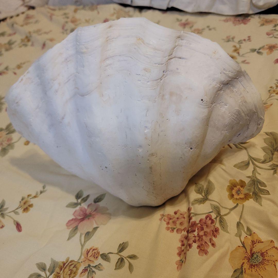 特大貝殻　36.5cm　片側シングル　貴重　シャコ貝　トレイ　ディスプレー　置物