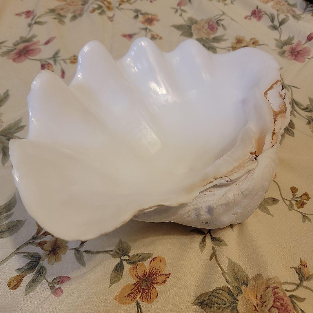 特大貝殻　36.5cm　片側シングル　貴重　シャコ貝　トレイ　ディスプレー　置物