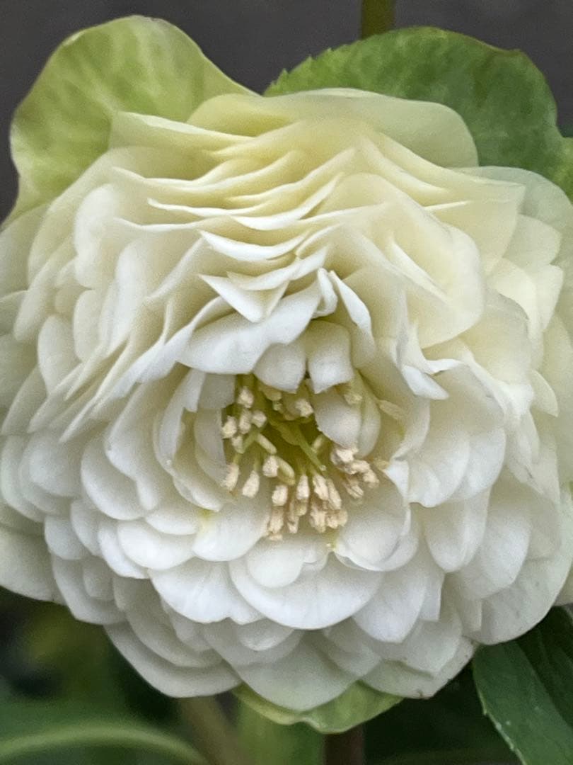 クリスマスローズ　超多弁　ホワイト