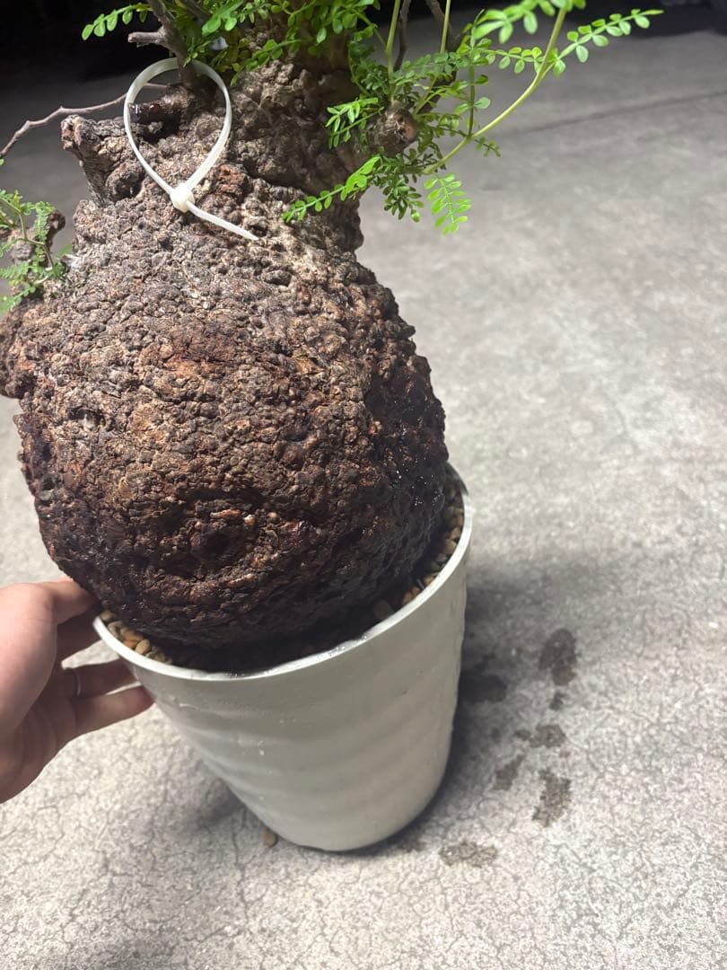 良素材 中株 （パキプス）／極太塊根・荒肌／発根済／将来性◎