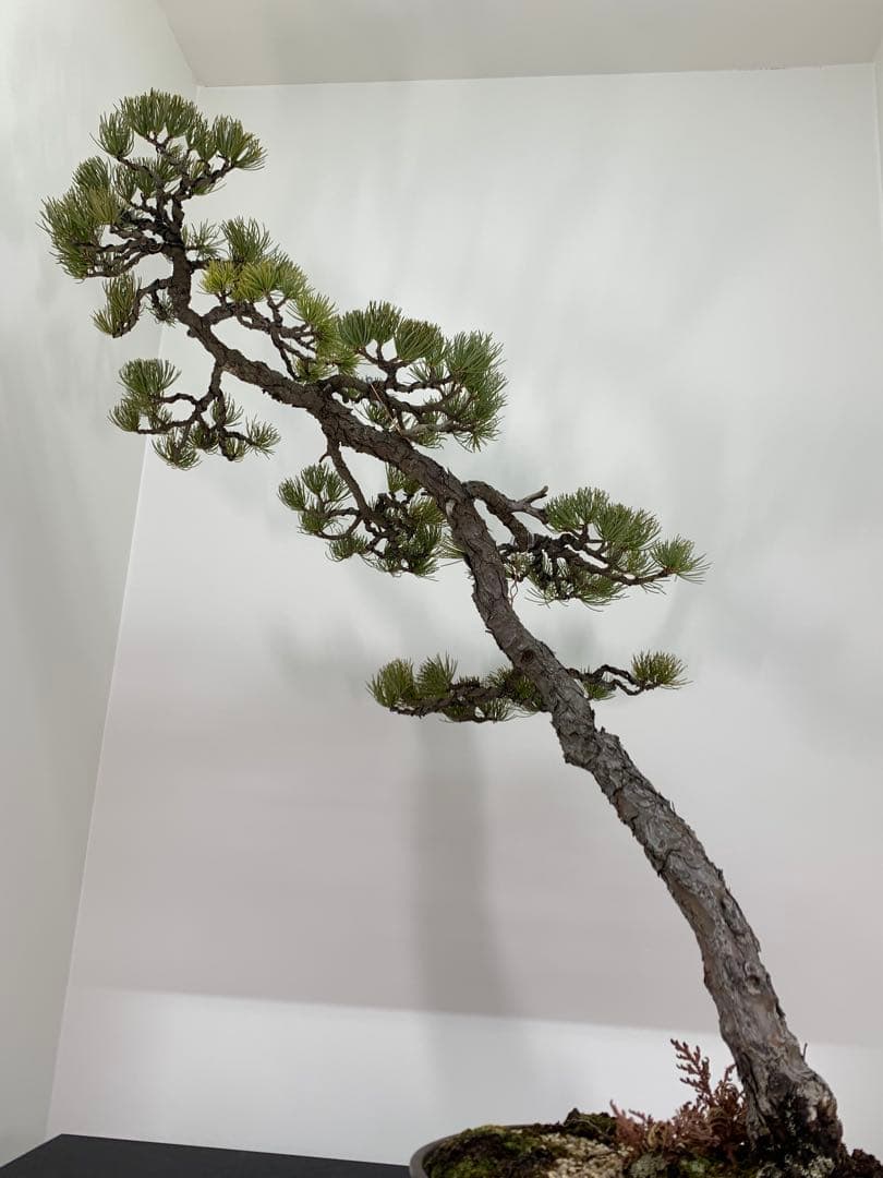 即展示可能　文人那須五葉松　古木（検索/真柏　黒松　赤松　捻転　懸崖　盆栽）