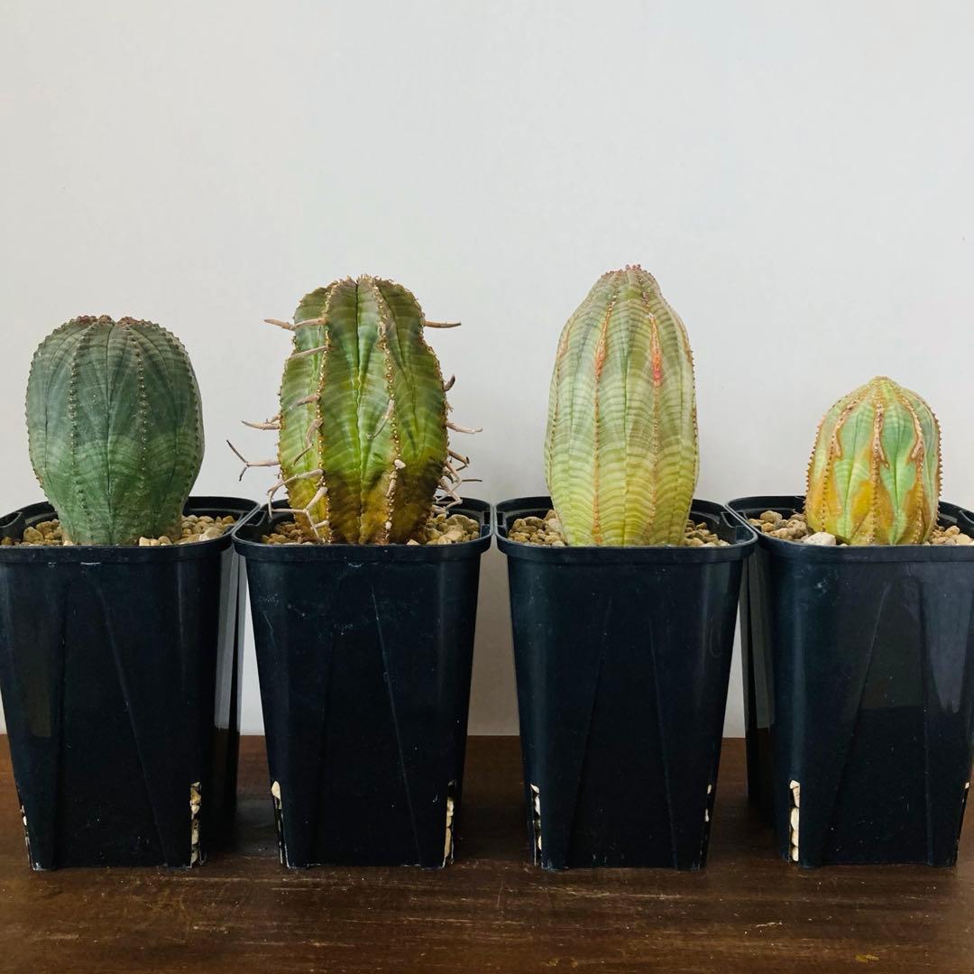 専用　ユーフォルビア オベサ 3株 / バリダ 1株 / 大株 / 鉢付き