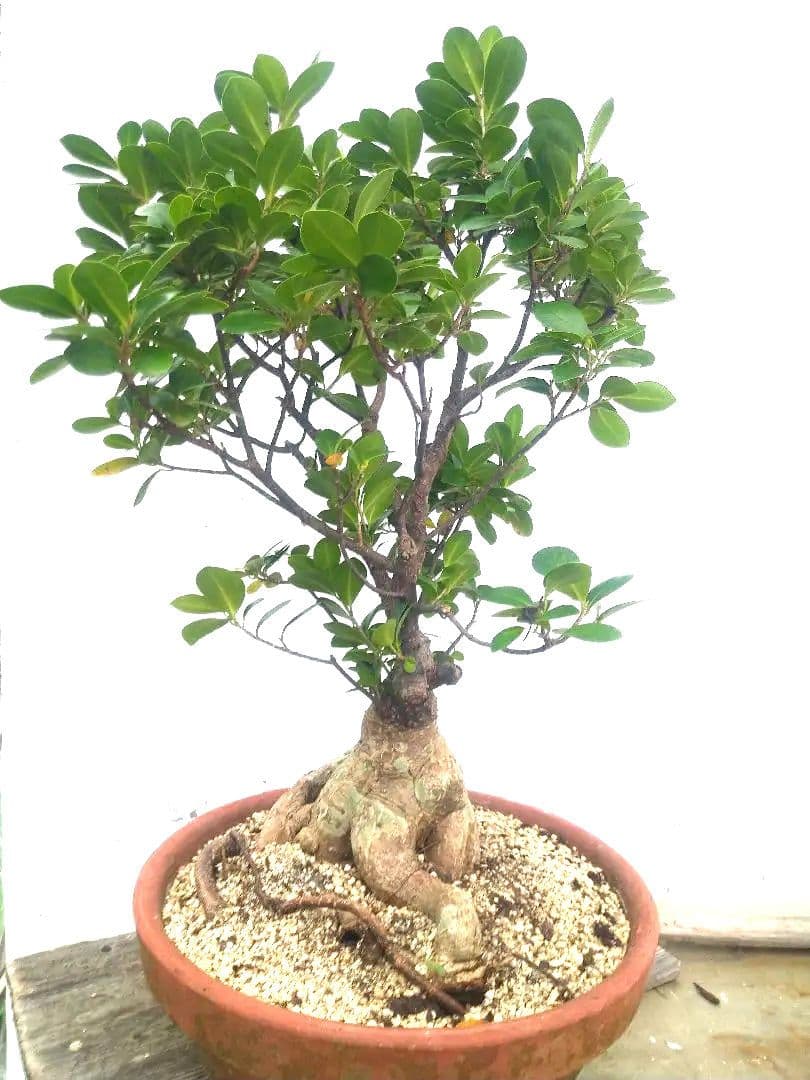 沖縄産　パンダガジュマル盆栽