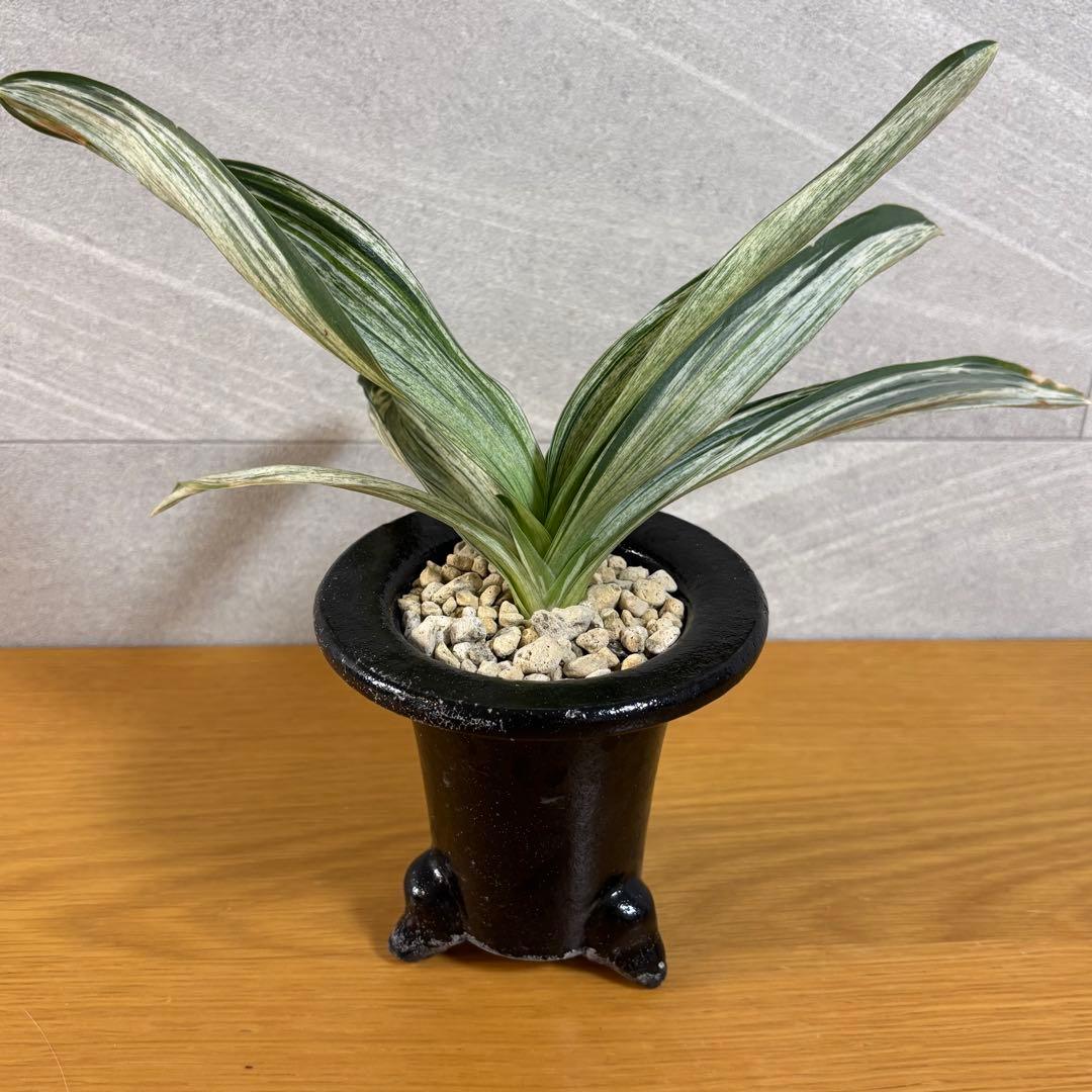 万年青　千代田の松　薄葉系　銘鑑金文字