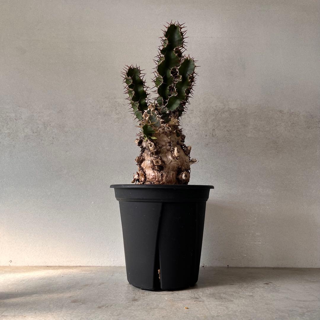ユーフォルビアムランジーナ　現地球　Euphorbia mlanjeana ②
