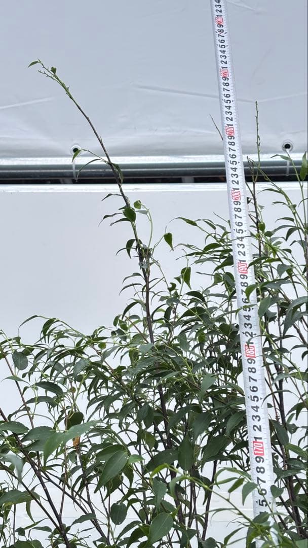 美しい樹形が魅力的 山採り ハイノキ 株立 694 樹高2.1m位 高級樹