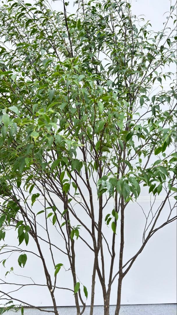 美しい樹形が魅力的 山採り ハイノキ 株立 694 樹高2.1m位 高級樹