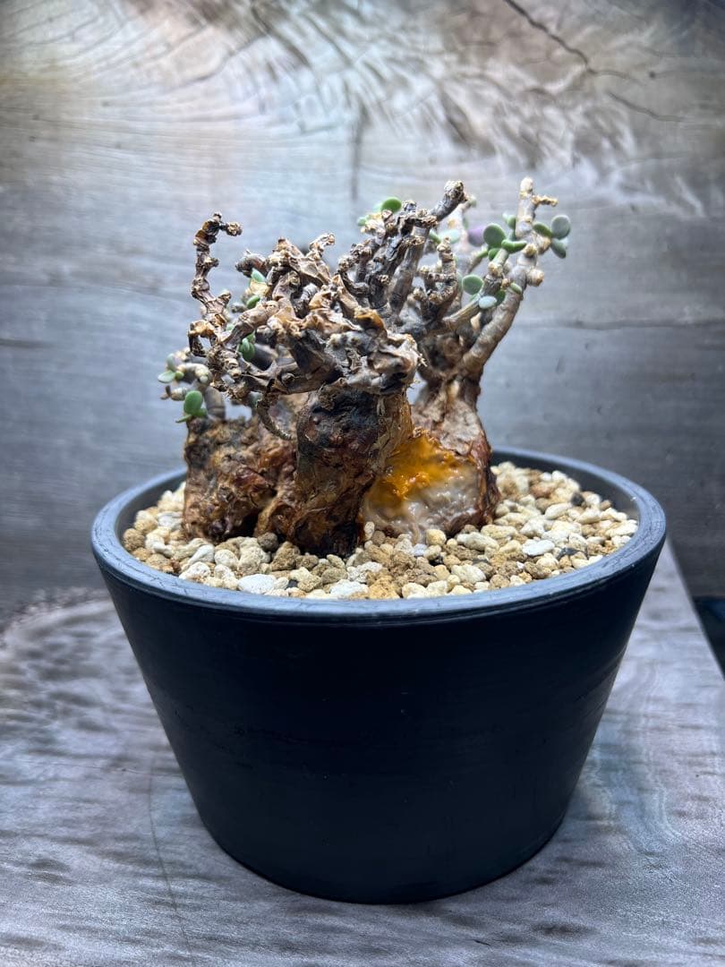 7*i様 発根済　ケラリアピグマエア　現地球