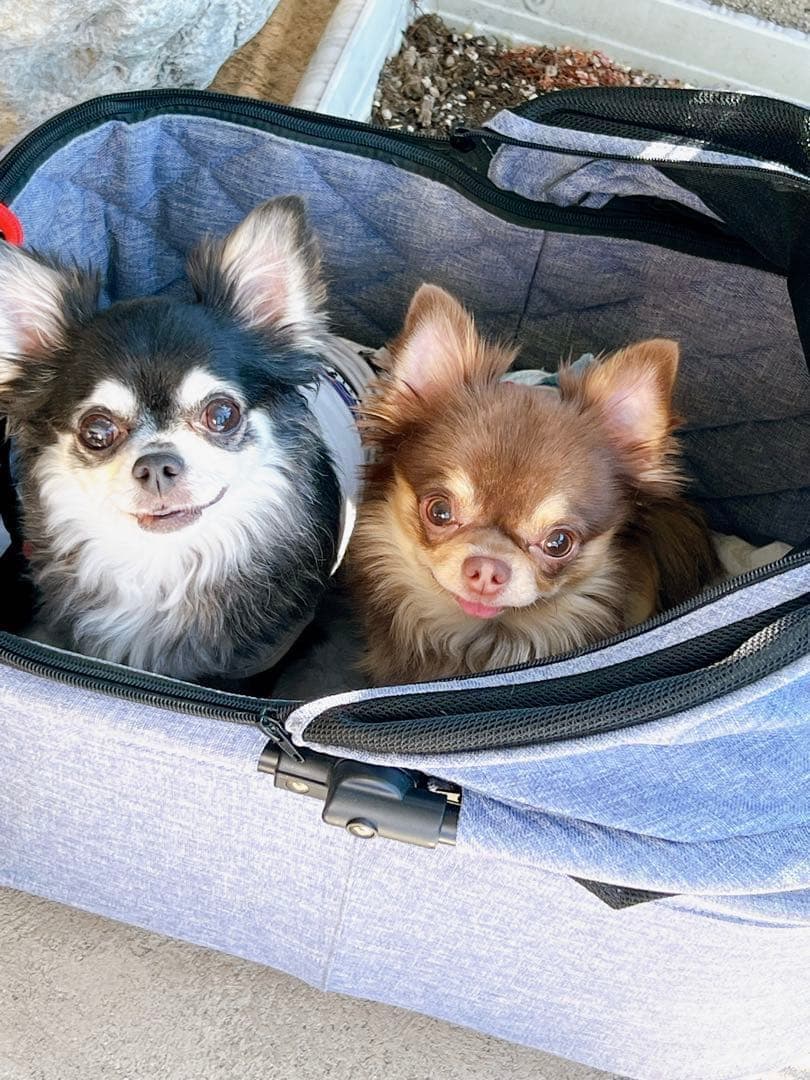 ねぎたんfk様　［うちの子］オーダー　軽装帯　つくり帯　フォロー割