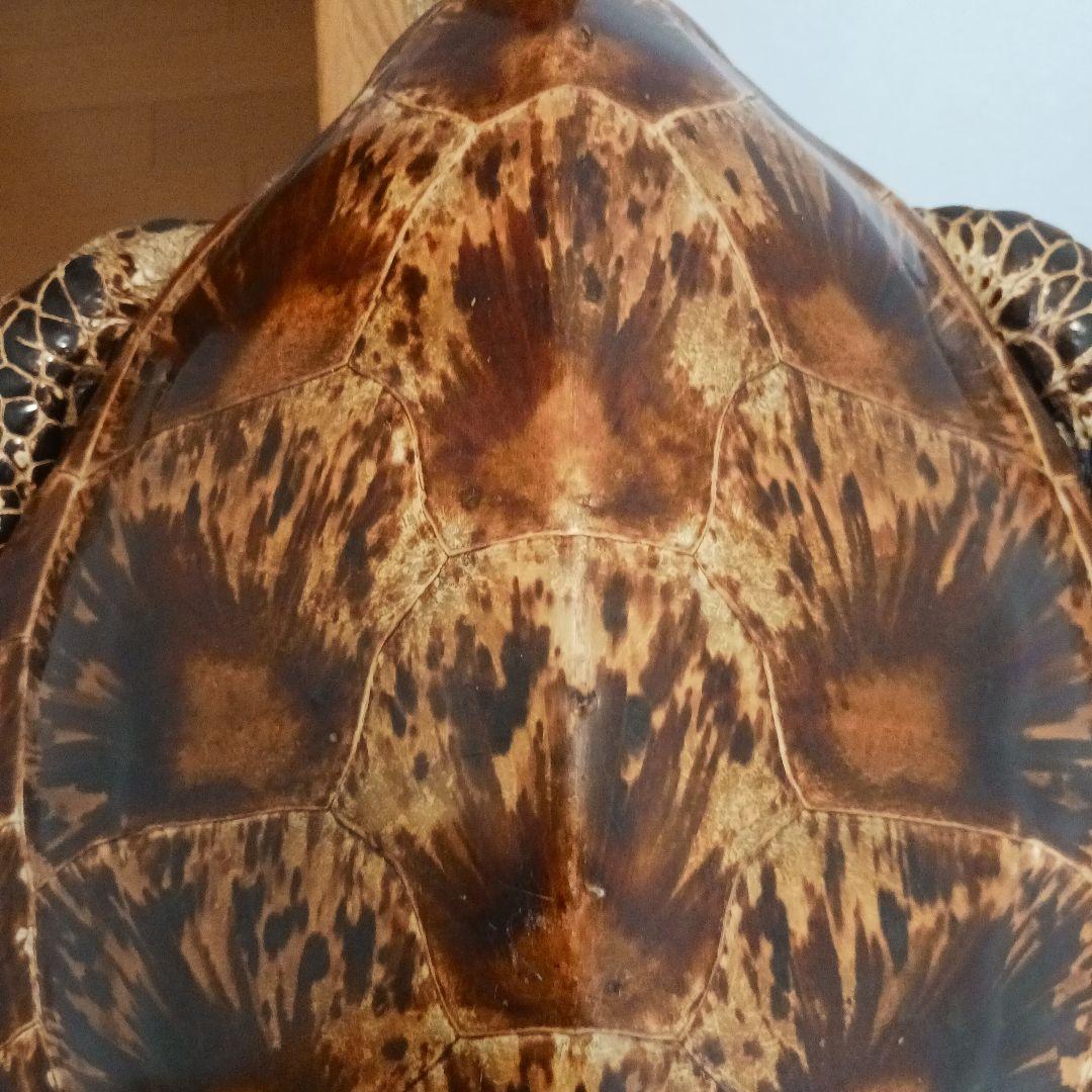 カメの剥製　オブジェ　壁掛け