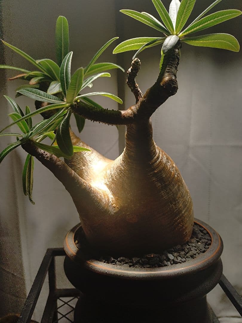 【作家鉢付き】発根済みグラキリス　現地球　 2年育成株　LED屋内管理