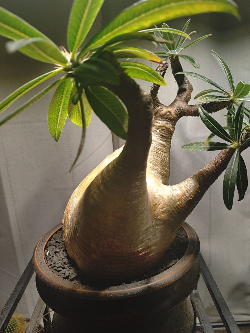 【作家鉢付き】発根済みグラキリス　現地球　 2年育成株　LED屋内管理