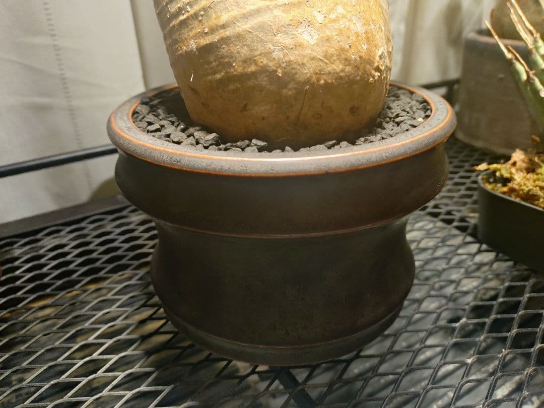 【作家鉢付き】発根済みグラキリス　現地球　 2年育成株　LED屋内管理