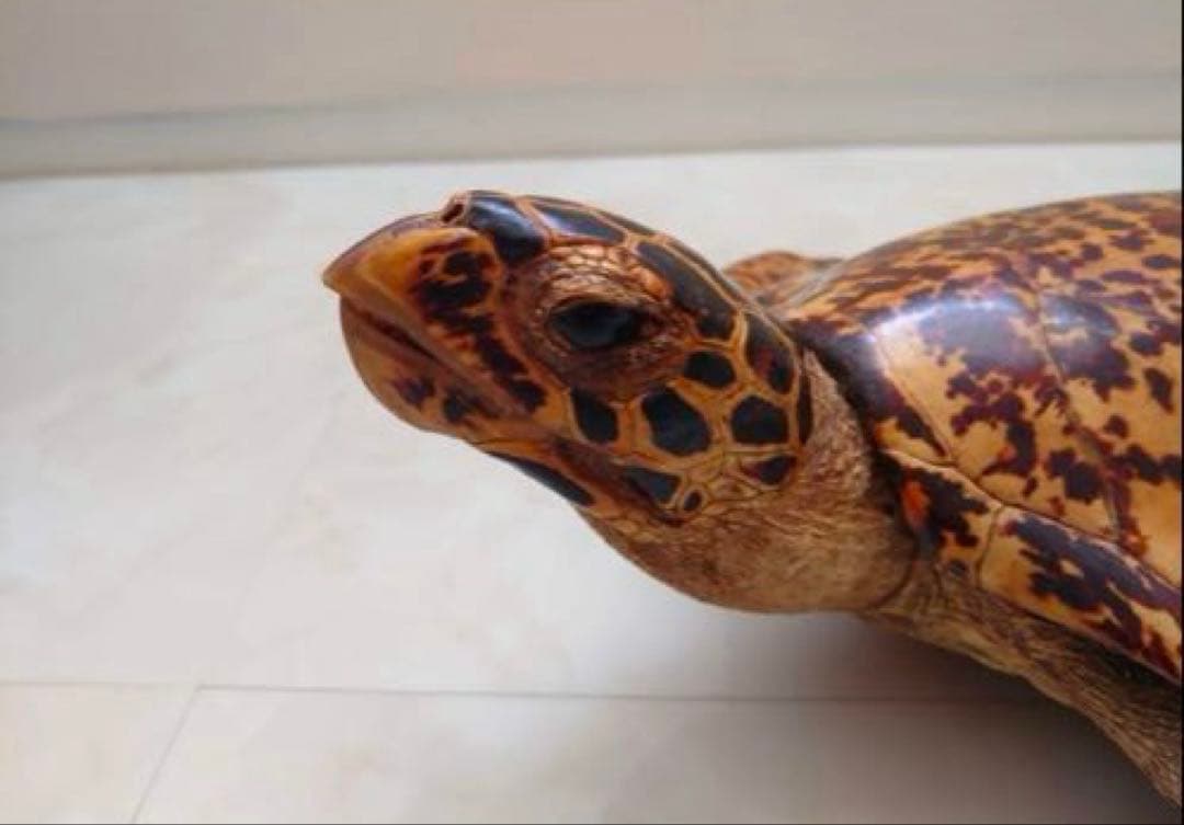 タイマイ 鼈甲 剥製②