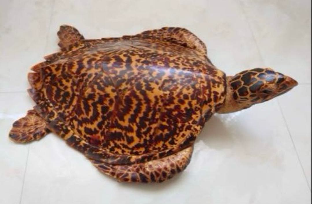 タイマイ 鼈甲 剥製②