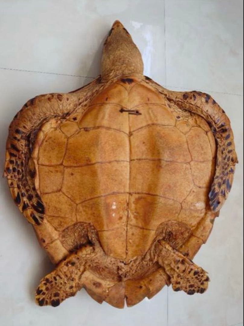 タイマイ 鼈甲 剥製②