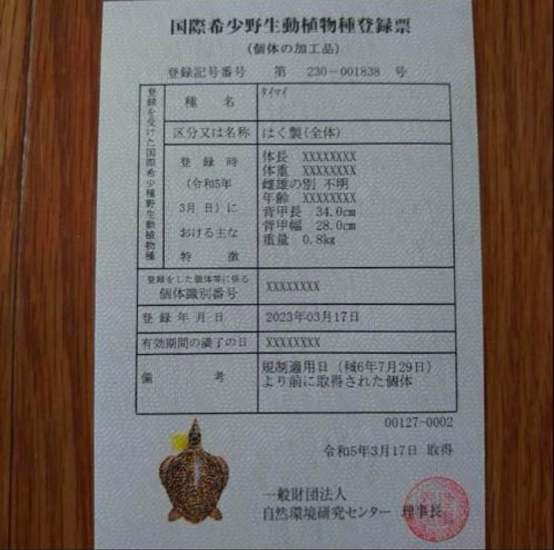 タイマイ 鼈甲 剥製②