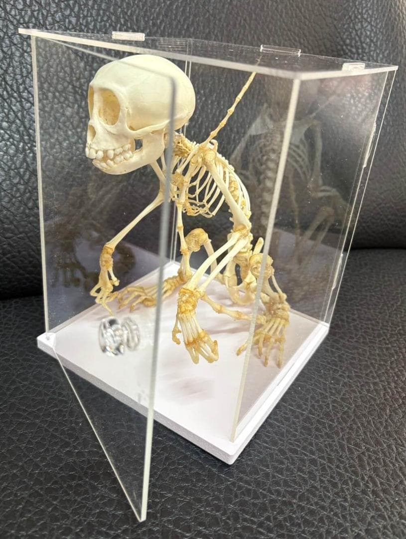 カニクイザル（幼獣）の全身骨格標本　※クリアーケース付
