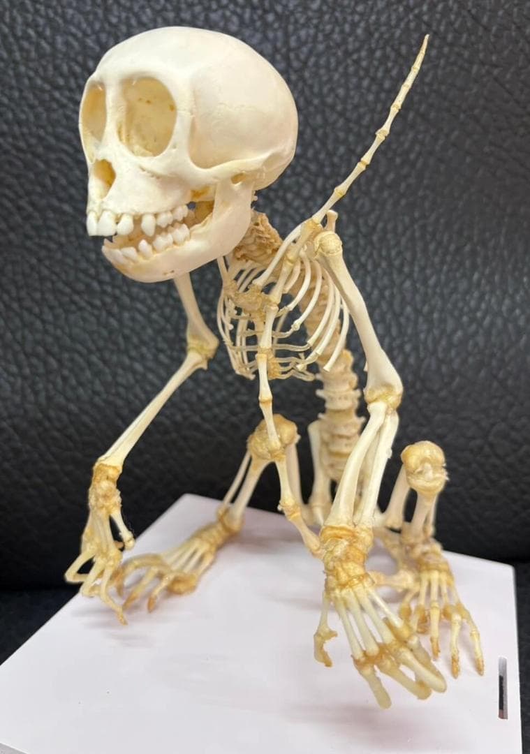 カニクイザル（幼獣）の全身骨格標本　※クリアーケース付