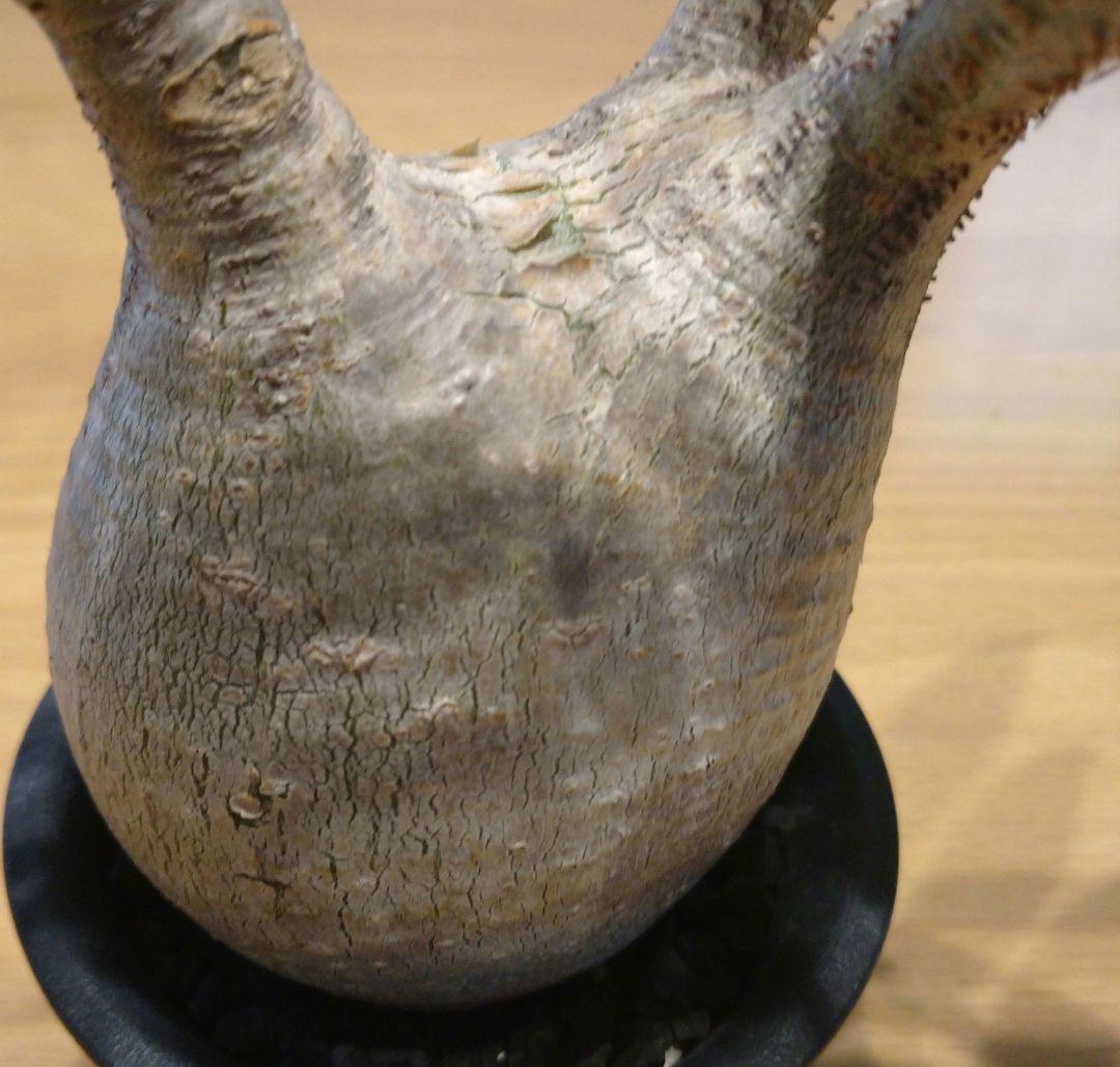 現地球 発根済み 枝振り最高グラキリス 丸々美株 フラワーガーデンIZUMI