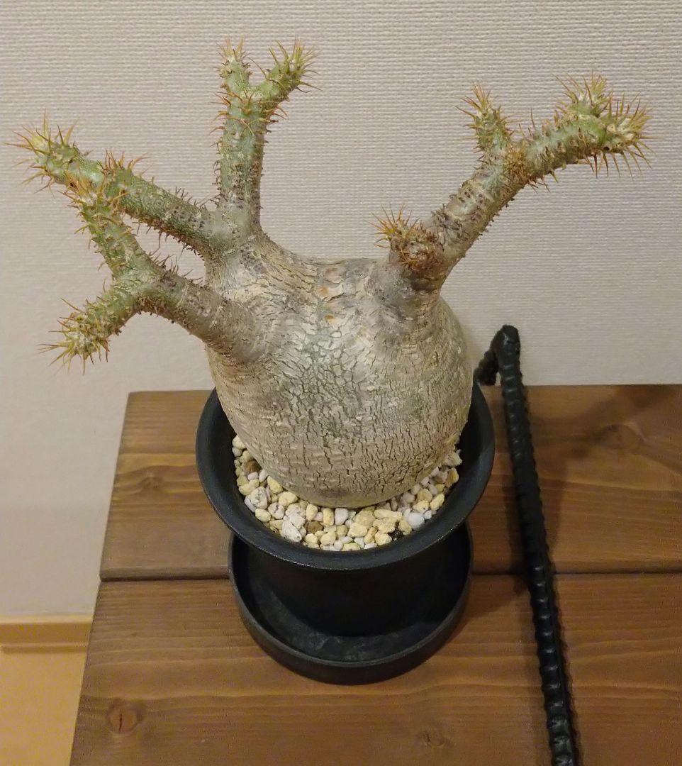 現地球 発根済み 枝振り最高グラキリス 丸々美株 フラワーガーデンIZUMI