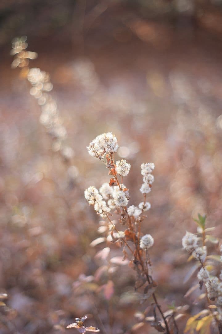 Super-Takumar 55mm F1.8 前期型 S/N：1138358