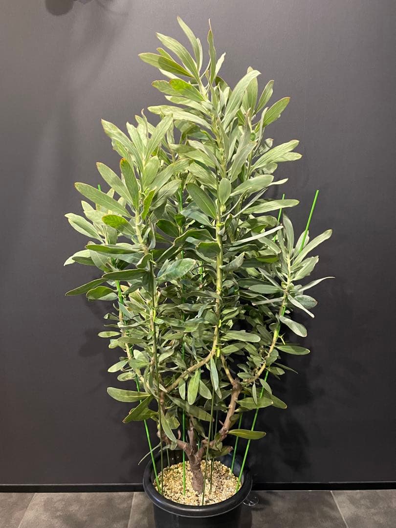 プロテア スサラ 8号 大苗 鉢植え 苗 オージー ネイティブ プランツ