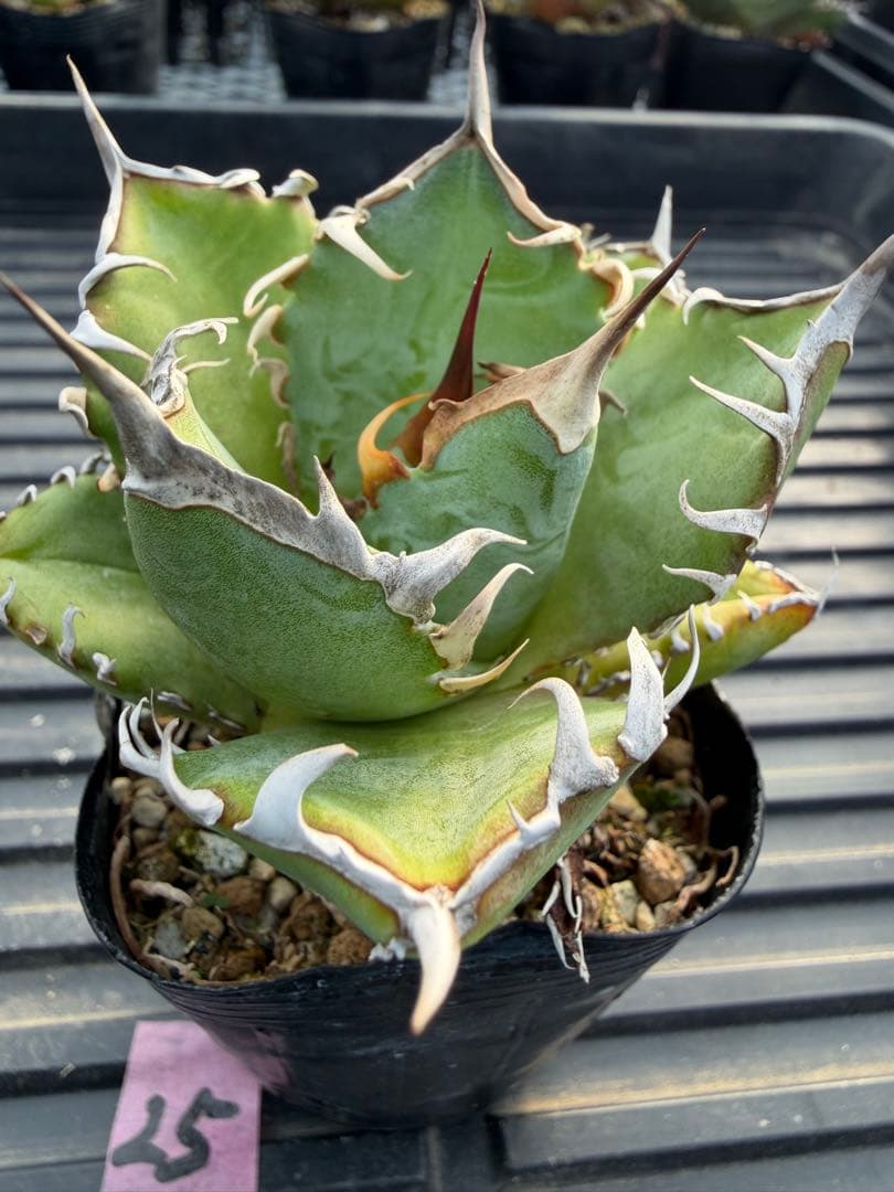 オテロイ　実生コレクション株25