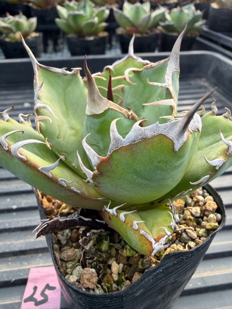 オテロイ　実生コレクション株25