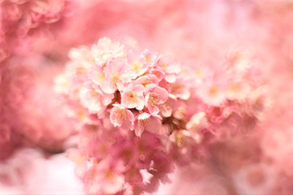 ◎宝石レンズ◎ PENTAX Super Takumar 55mm F1.8