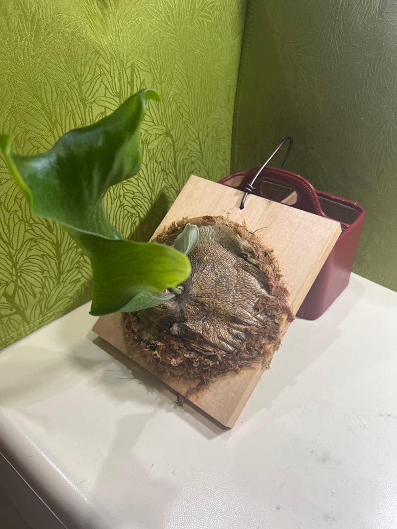 P.Hillii .Dragon OC③ | ヒリー　ドラゴン　板付