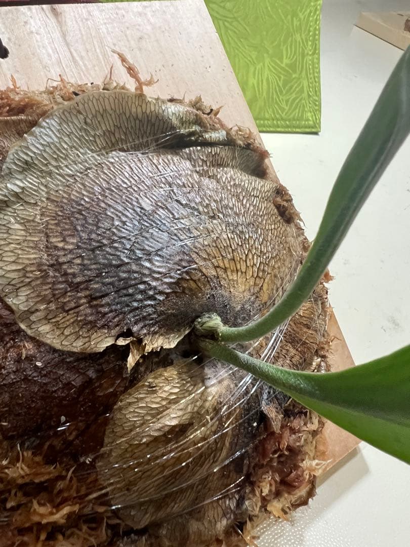 P.Hillii .Dragon OC③ | ヒリー　ドラゴン　板付