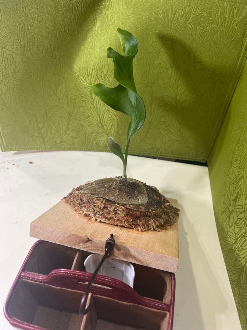 P.Hillii .Dragon OC③ | ヒリー　ドラゴン　板付