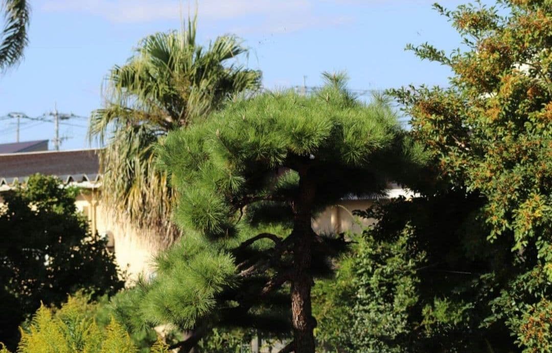 ここ猫様　Canon EOS Kiss N 初心者デビューセット⚡️キャノン⚡️