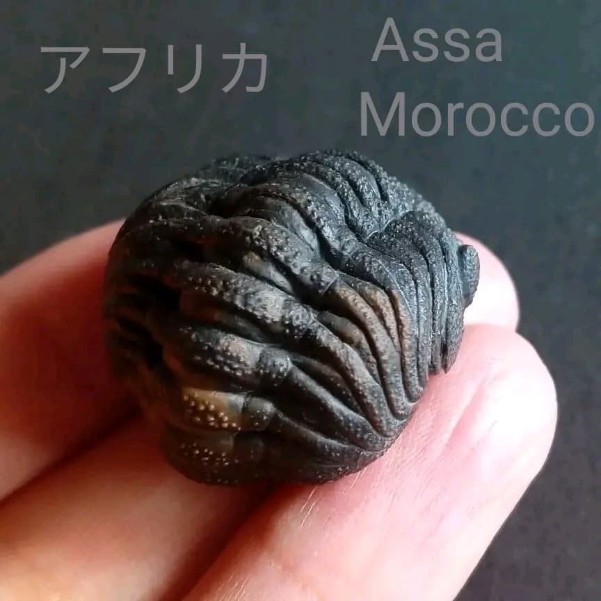 化石　標本　三葉虫　モロコプス　torkozensis