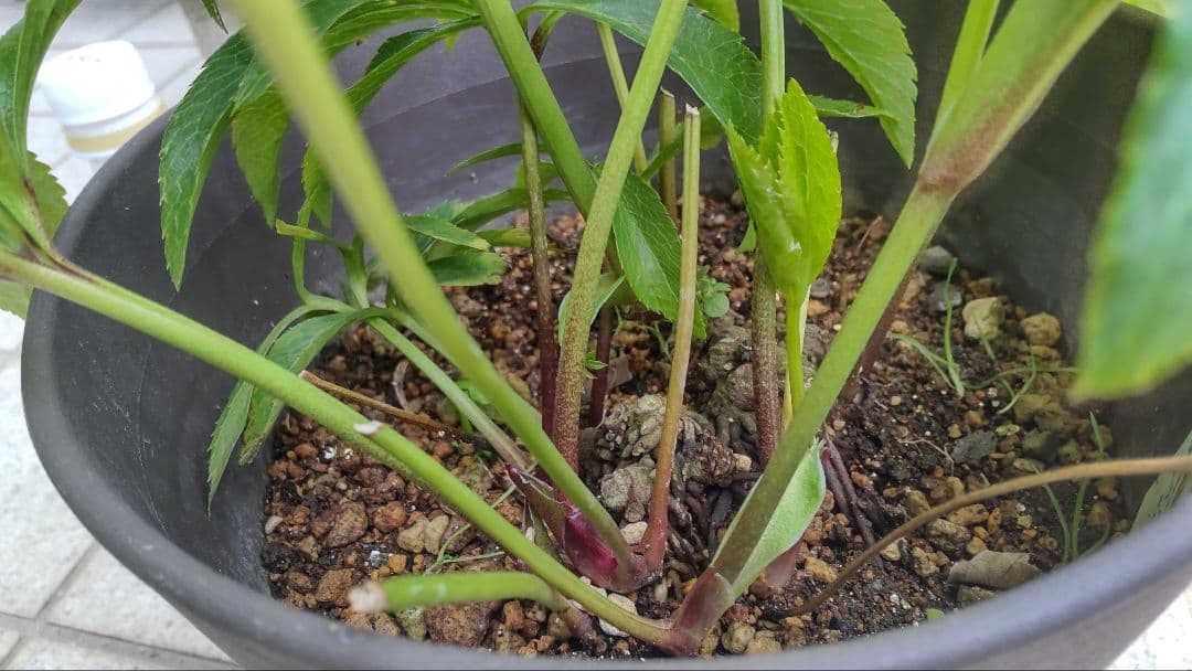 お買い得 多弁クリスマスローズ更に値下げしました。