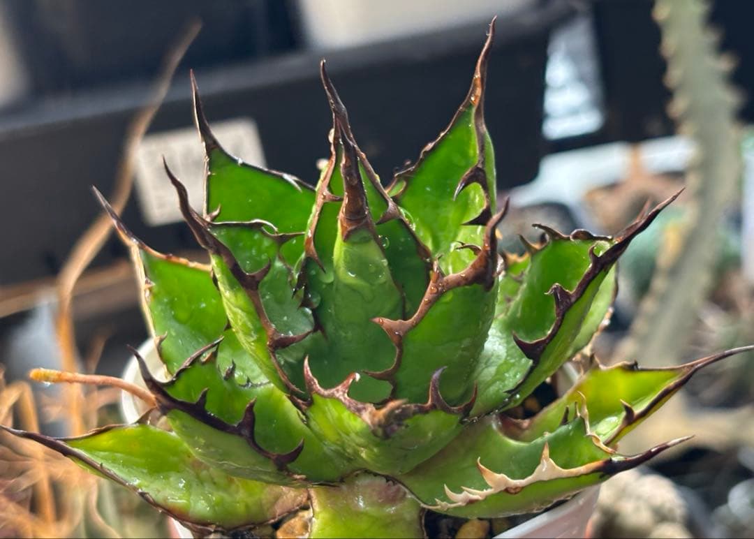 実生 妖炎短葉ホリダ 検索)オアハカ オテロイ チタノタ アガベ fo-076