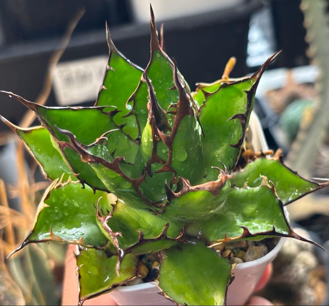 実生 妖炎短葉ホリダ 検索)オアハカ オテロイ チタノタ アガベ fo-076