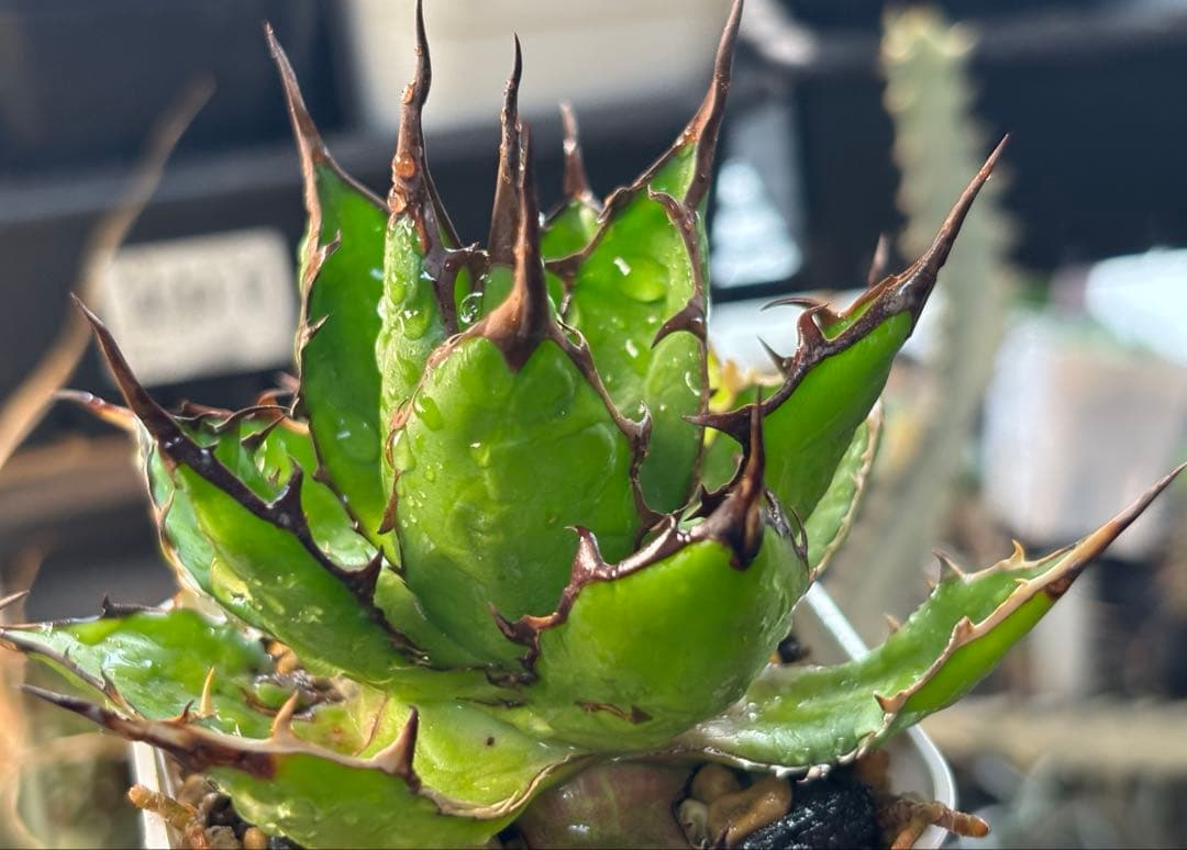 実生 妖炎短葉ホリダ 検索)オアハカ オテロイ チタノタ アガベ fo-076