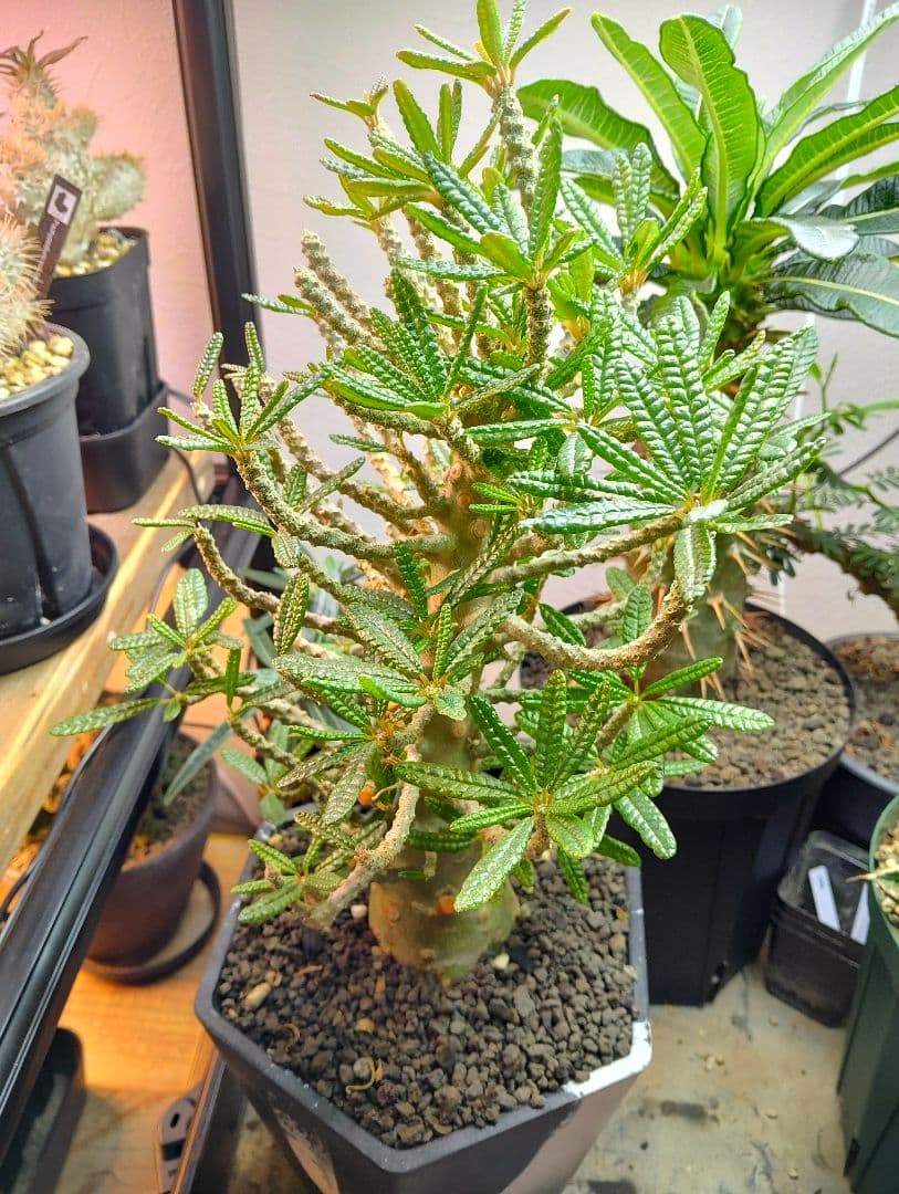 【1/20更新】ドルステニア　ギガス　ブラータ　牛乳植物