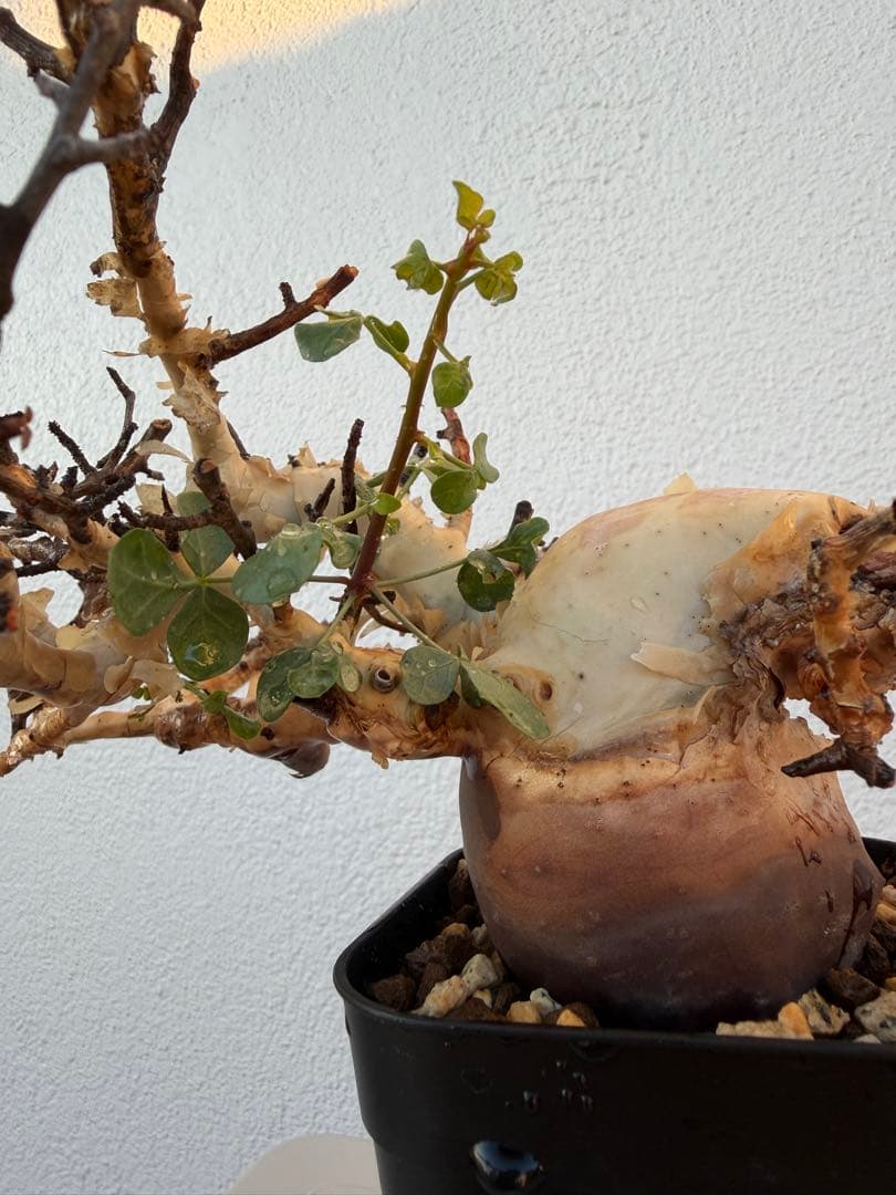 コミフォラ　カタフ　ピュア