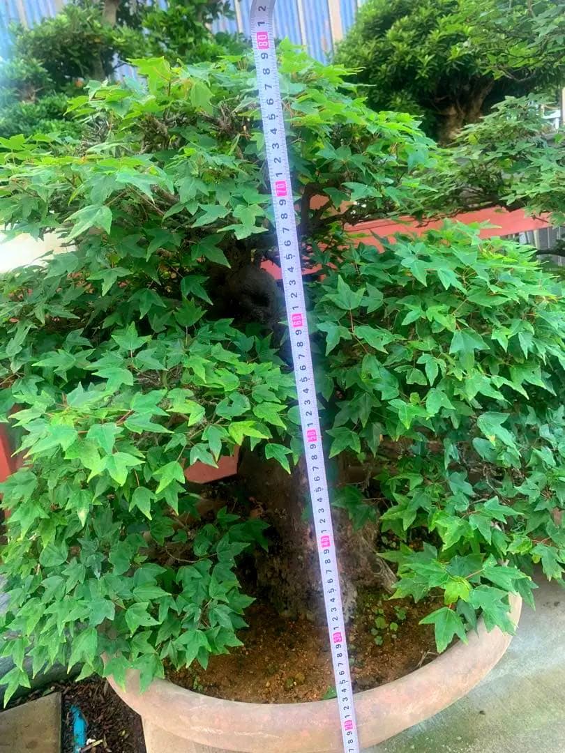 モミジ楓