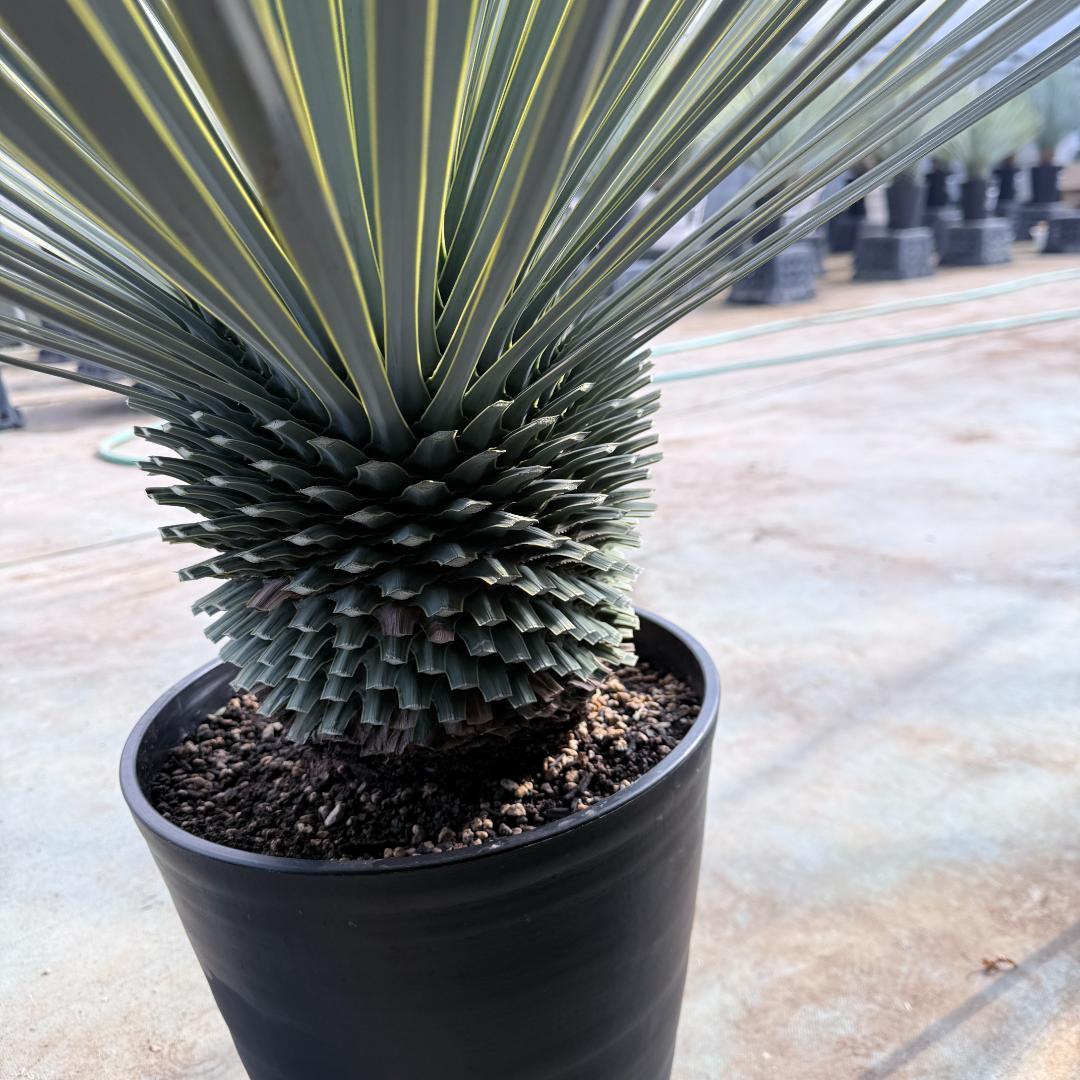 【AL1175】ユッカ　ロストラータ　極太　超美形　シルバーブルー　葉数多