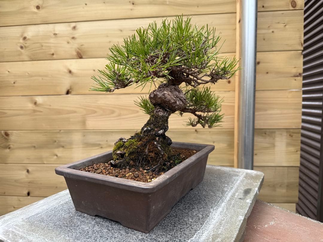 7*R様 【樹高24cm】黒松 盆栽